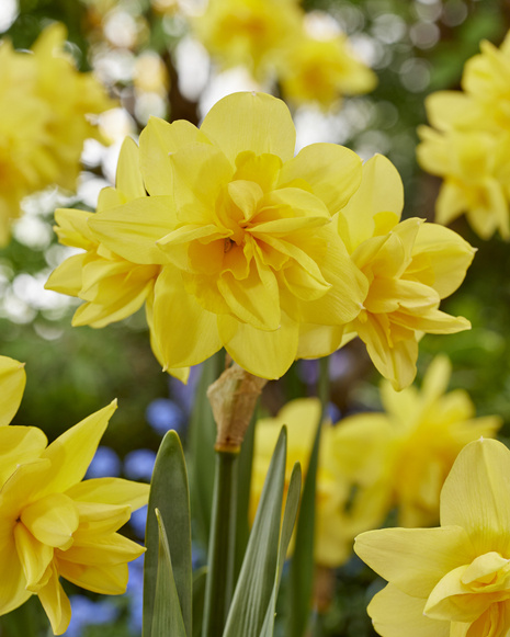 Narzisse ( Narcisssus ) Life 3 St.