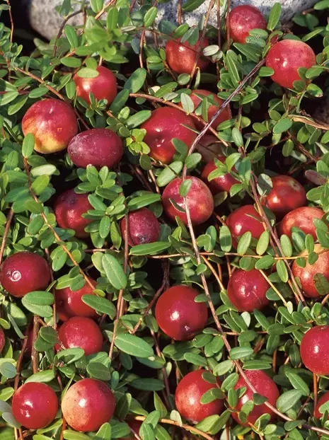 Preiselbeeren (Vaccinium) Pilgrim