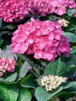 Gartenhortensie (Hydrangea) Rosa