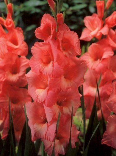 Gladiole billig (Gladiolus) Spic And Span