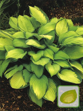 Funkie (Hosta) Gold Standard