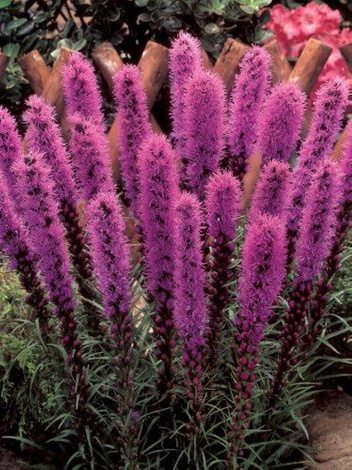 Samen Prachtscharte (Liatris spicata) rosa