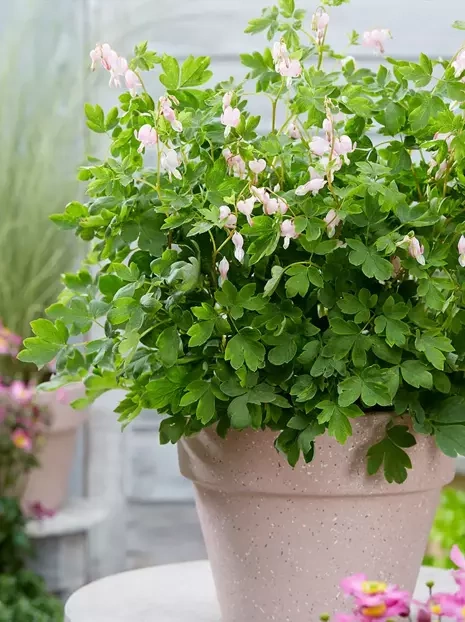 Cupid's heart (Dicentra spectabilis) 'Cupid' 1 Stk.