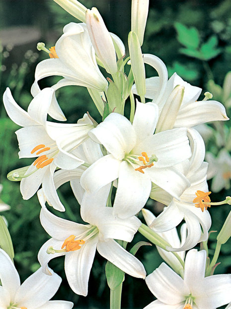 Lilie (Lilium candidum) 'St. Anthony' XL Blumenzwiebel 1 Stk.