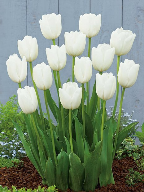 Tulpe (Tulipa) 'Hakuun'