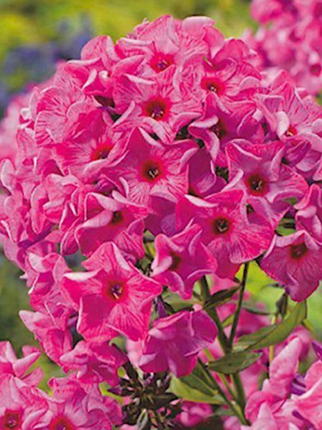 Flammenblume (Phlox paniculata) 'Ferris Wheel'