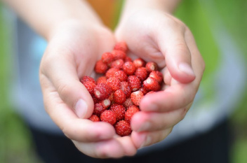 Fragaria vesca 'Regina