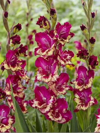 Gladiolus (Gladiolus) 'Colour Club' 5 St.