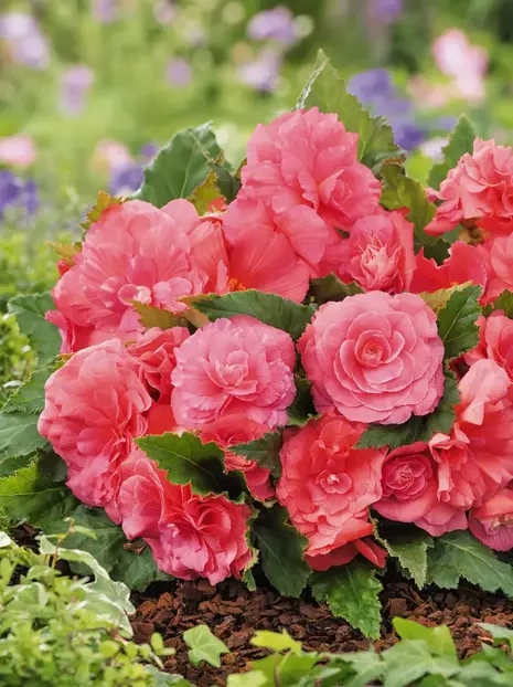 Duftbegonie (Begonia odorata) ''Pink Delight' 1 St.