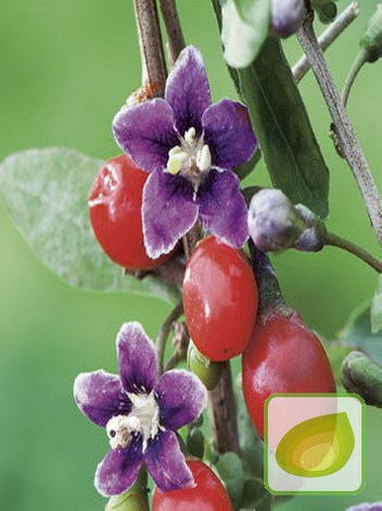 Nasiona Jagody Goji (Lycium barbarum) - Najzdrowsze Owoce