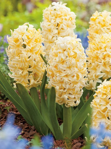 Hyazinthe (Hyacinthus) 'City Of Haarlem'