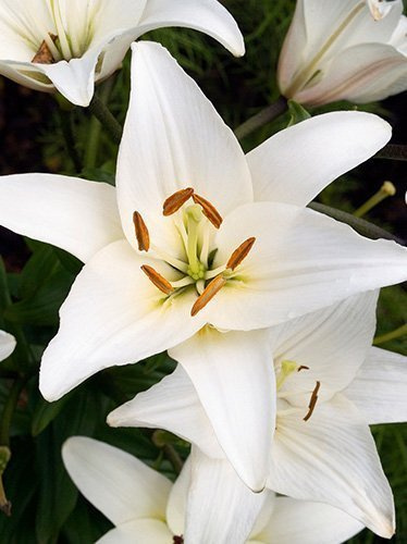 Lilie Asiatische  (Lilium) Weiße XL 1 St.