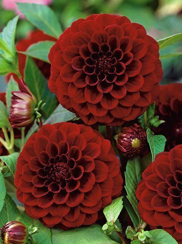 Dahlie (Dahlia) 'Black Diamond'