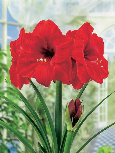 Ritterstern (Hippeastrum) 'Red Lion'