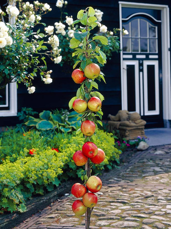 Säulenapfelbaum 'Flamenco'