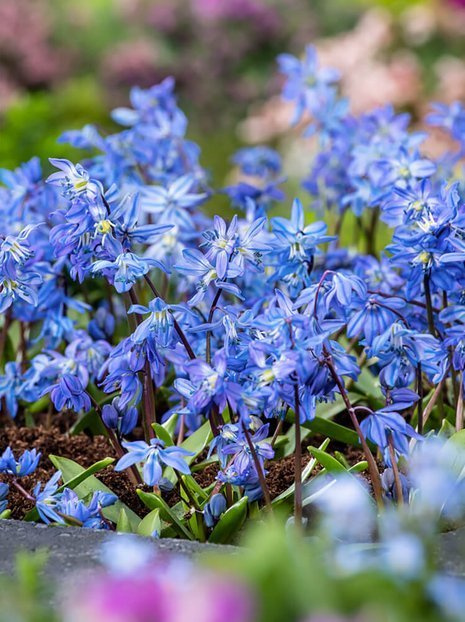 Blaustern (Scilla siberica)