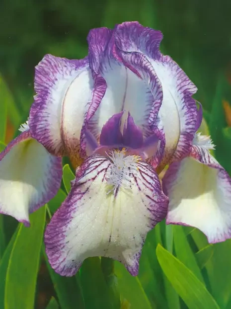 Schwertlilie (Iris pumila) 'Dale Dennis'