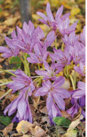 Zeitlose (Colchicum) 'Purpureum'