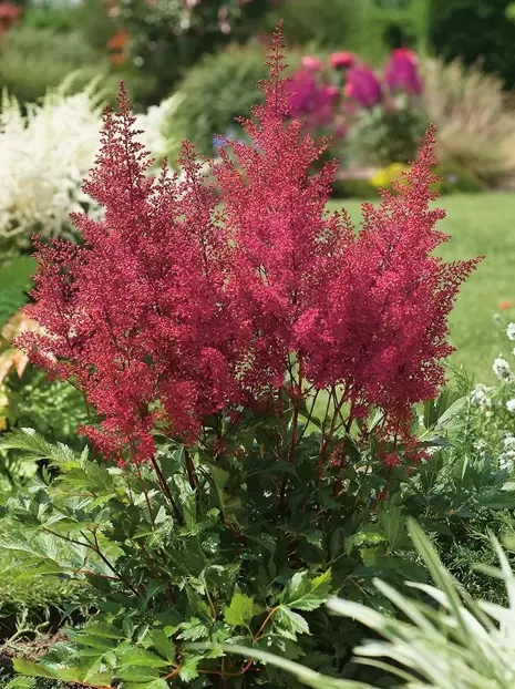 Prachtspiere (Astilbe) 'Montgomery' 1 St.