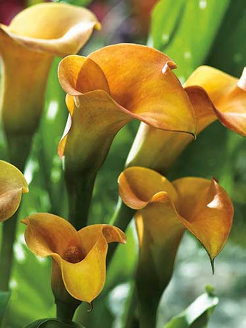 Zantedeschia (Calla) 'Cameleon' 1 St.