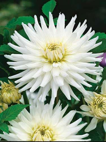 Dahlie (Dahlia) 'My Love'