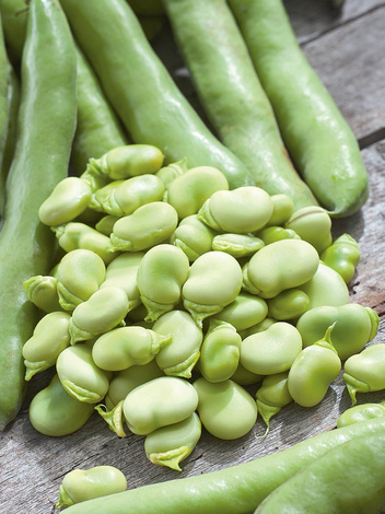 Samen Ackerbohne (Vicia faba)