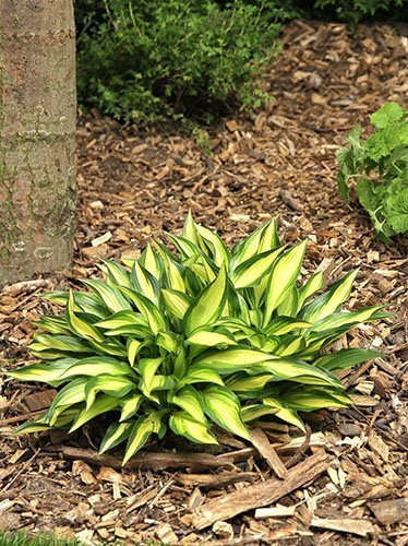 Funkie (Hosta)  'Lakeside Little Tuft'