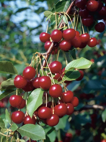 Minisäulen-Süßkirsche (Sweet Cherry) 'Silva'