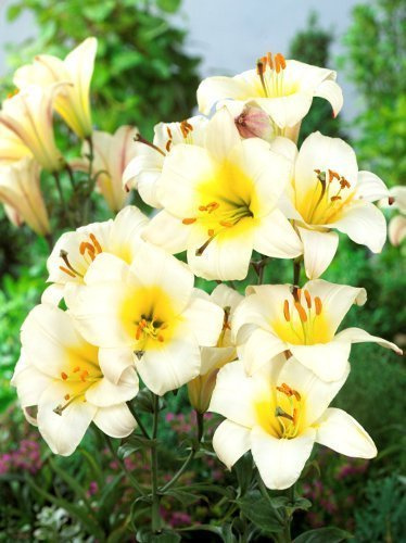 Lilie (Lilium) 'White Planet'