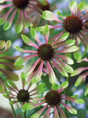 Sonnenhut  Echinacea purpurea Green Twister