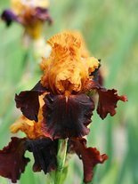 Deutsche Schwertlilie (Iris germanica) 'Supreme Sultan'