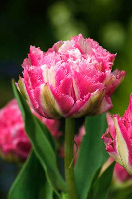 Tulpe ( Tulipa ) Crispion Sweet 5 St.