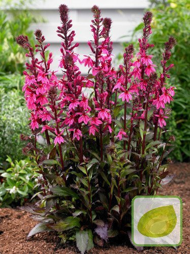 Lobelie (Lobelie cardinalis) Rose Princess