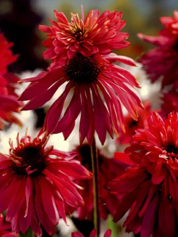 Sonnenhut (Echinacea purpurea) 'Doubledecker'