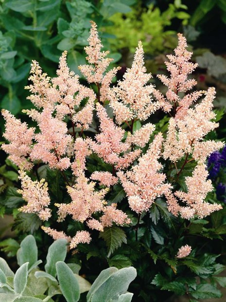 Prachtspiere (Astilbe japonica) 'Peach Blossom' 1 St.