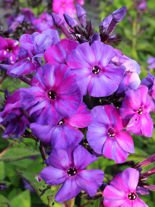 Flammenblume (Phlox paniculata) 'Autumn Joy'