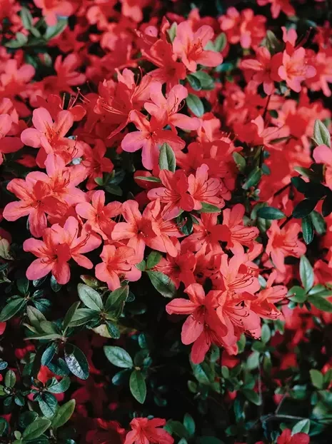 Azalea Rot