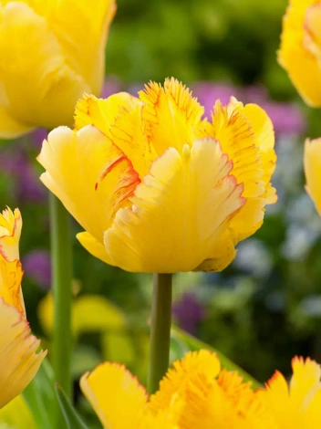 Tulpe (Tulipa) 'Caribbean Parrot'