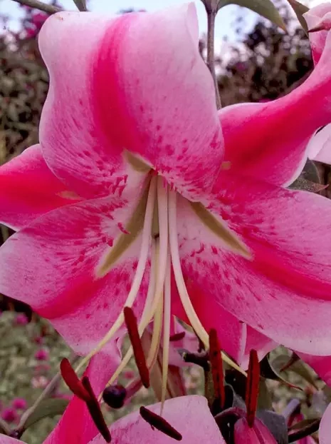 Lilie (Lilium) 'Anastasia'