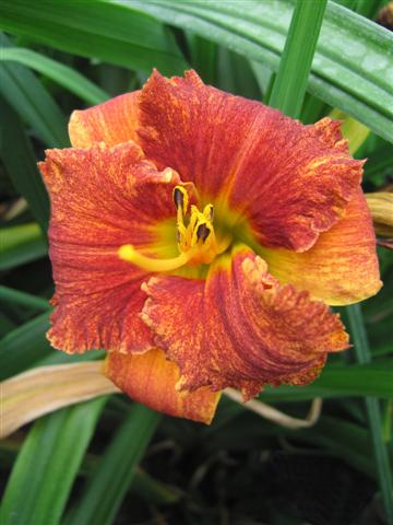 Taglilie (Hemerocallis) ' Spacecoast Freaky Tiki ' 1 St.