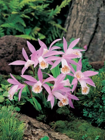 Storczyk Naziemny (Pleione) Formosana