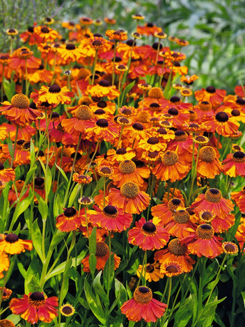 Sonnenbraut (Helenium) 'Sahin’s Early Flowerer'