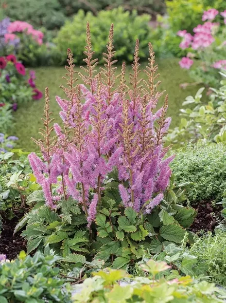 Prachtspiere (Astilbe) 'Pumila' 1 St.