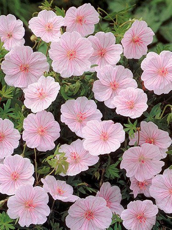 Storchschnabel (Geranium) 'Var. Striatum'