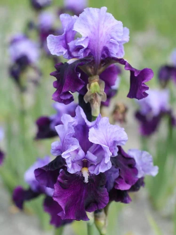 Schwertlilie (Iris germanica) ' Blue Bird Wine ' 1 St.