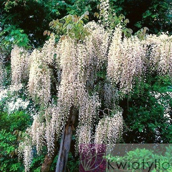 Weißer Chinesischer Blauregen (Wisteria) Weiß