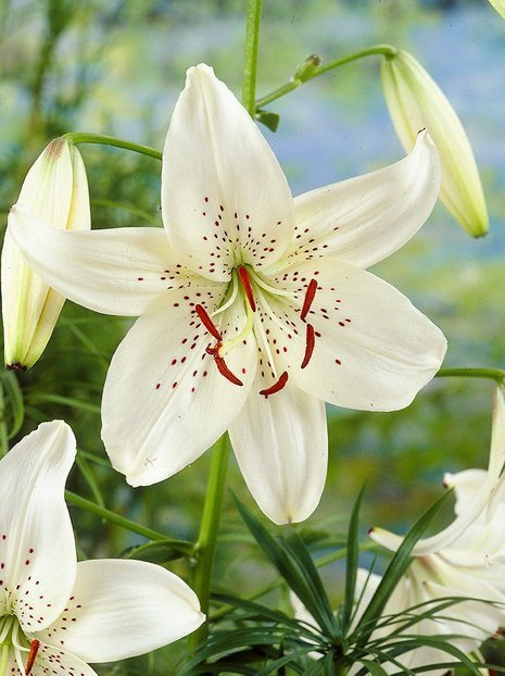 Lilie (Lilium) 'Tiger White'