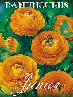 Glaukom (Ranunculus) Orange 5 St.