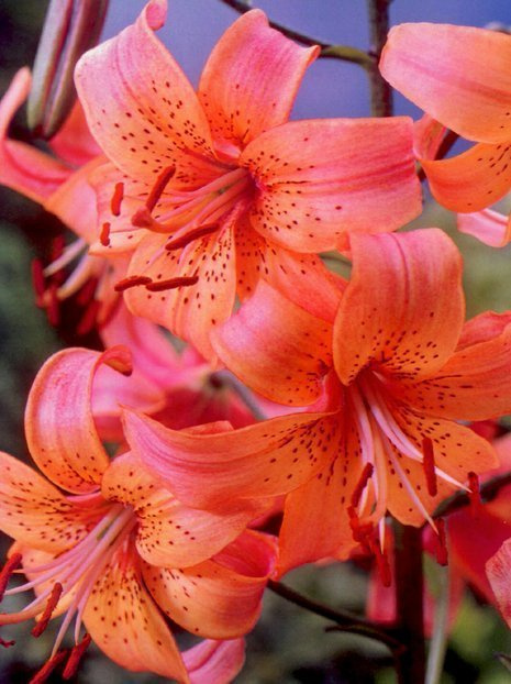 Lilie (Lilium) 'Salmon Tiger'