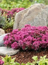 Fetthennen (Sedum spurium)